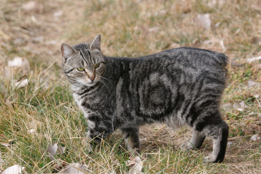 Herrlich süße Katzen Die 10 niedlichsten Rassen